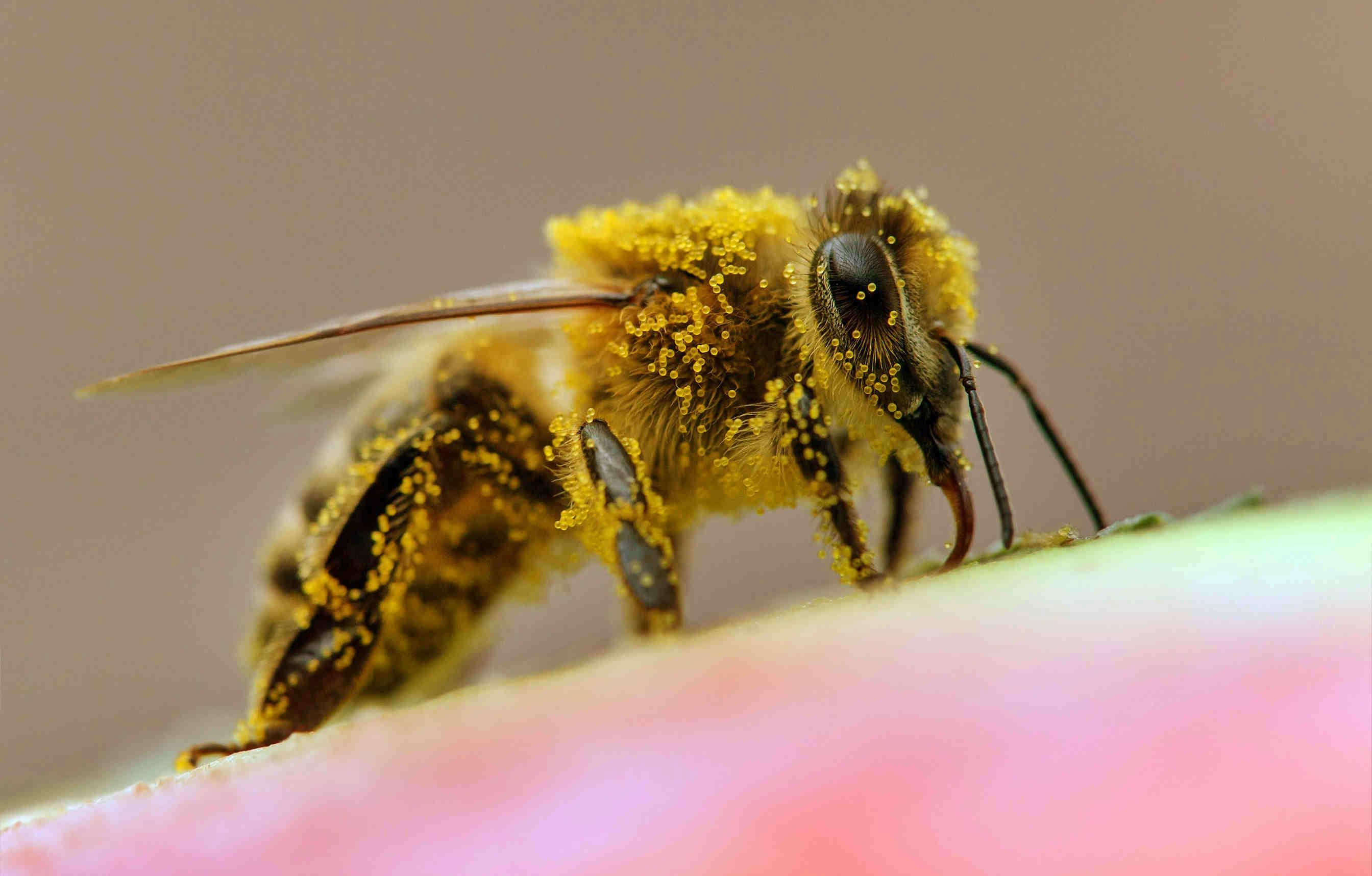 Die Bestäubungsleistung der Bienen