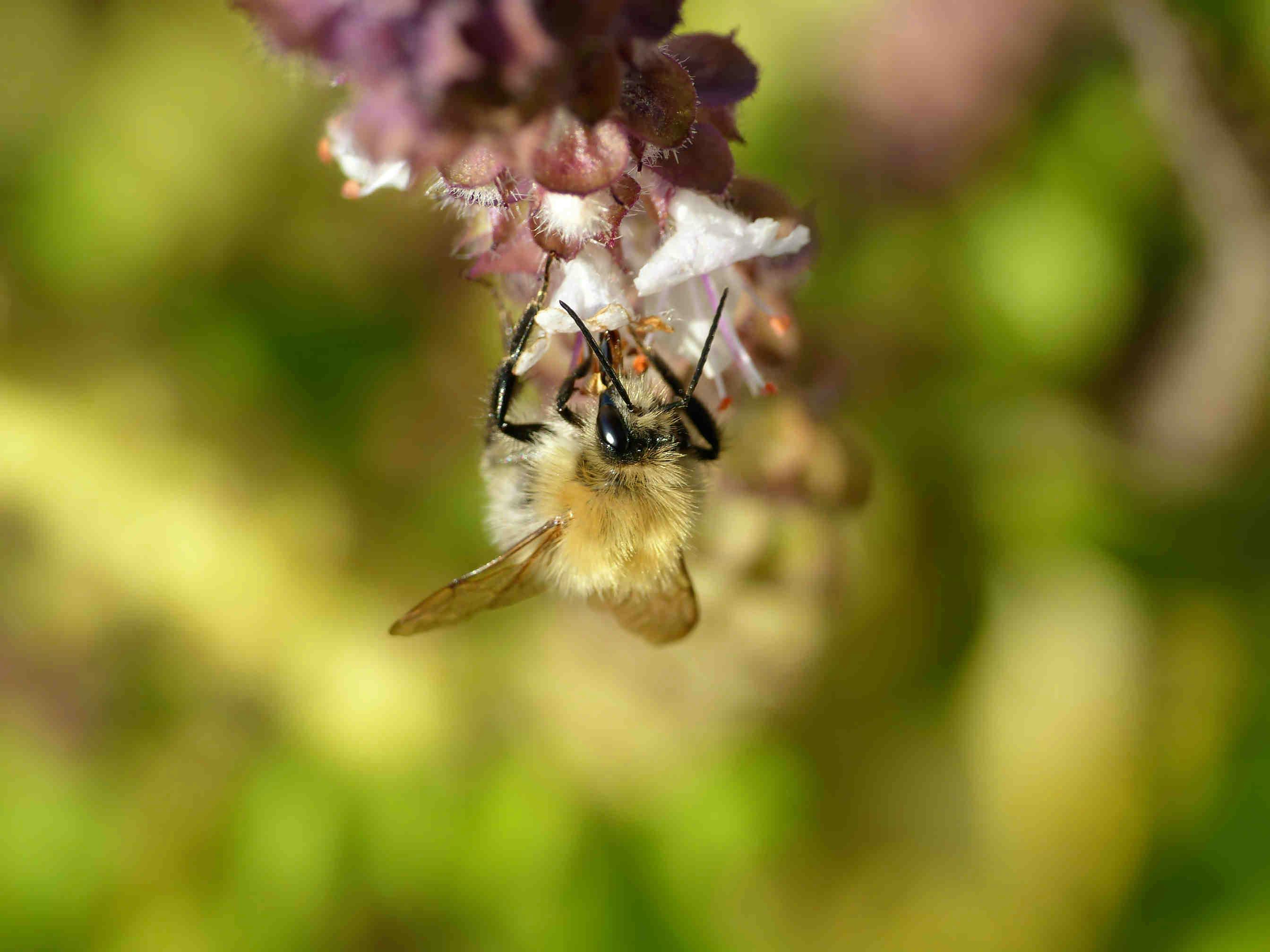 Le api in pericolo in Italia