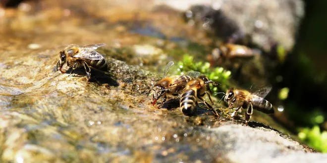 Eine Erfrischungsstelle für Bienen