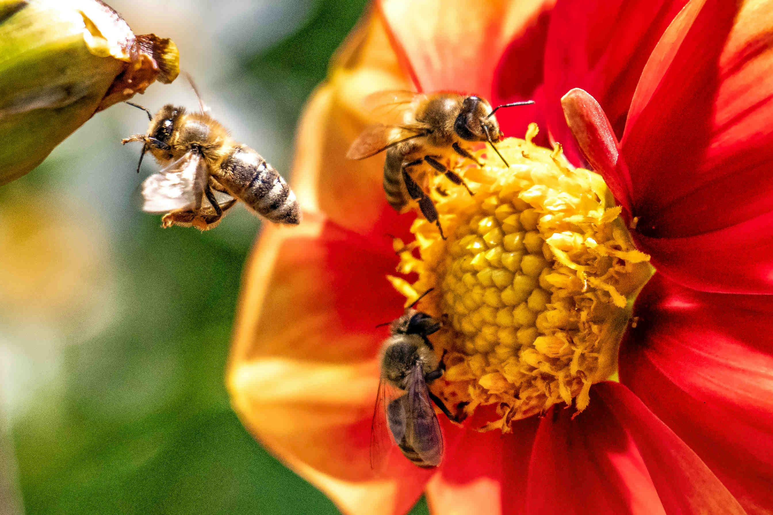 Hive-Tech: L’Alveare di Biomonitoraggio