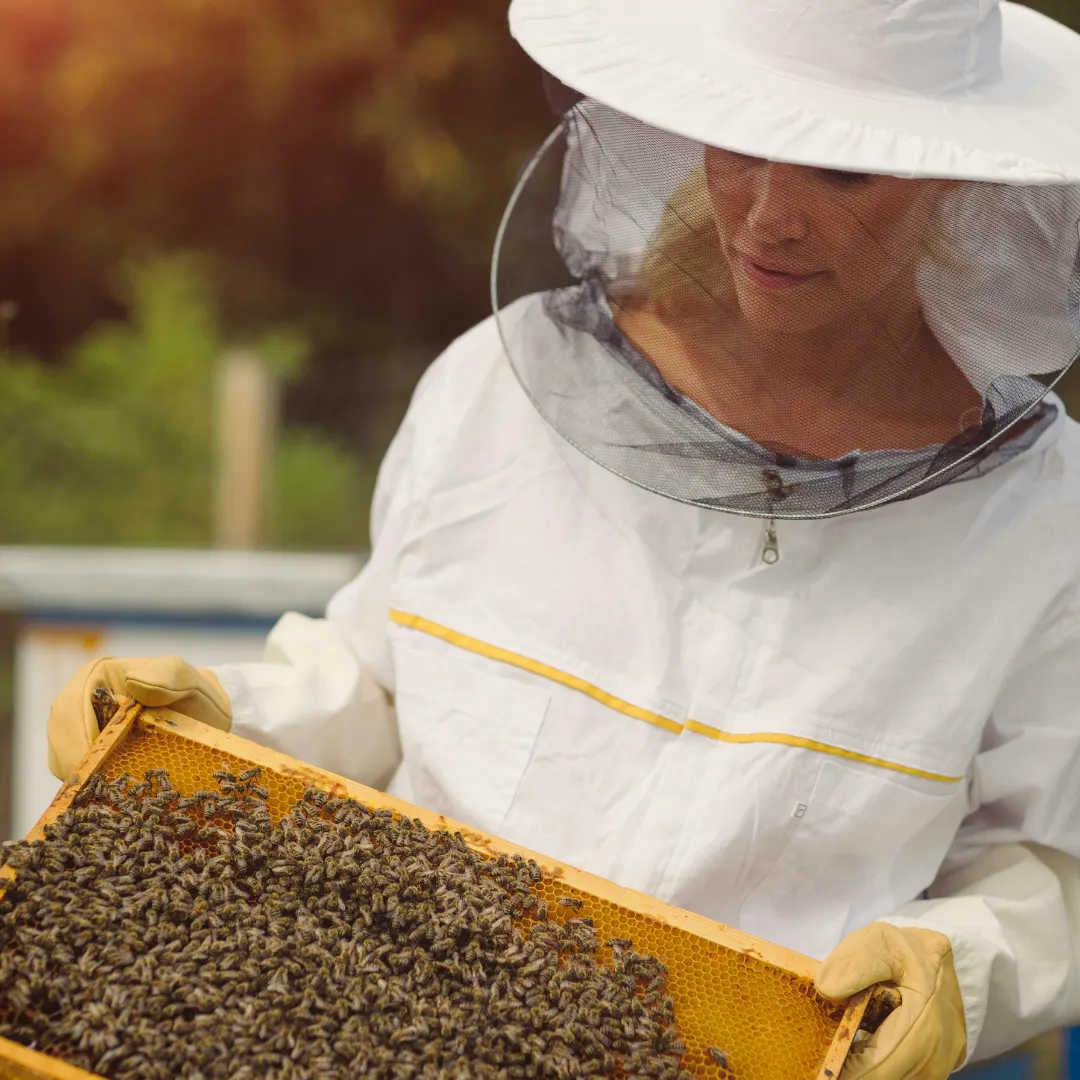 Le travail de l'apiculteur