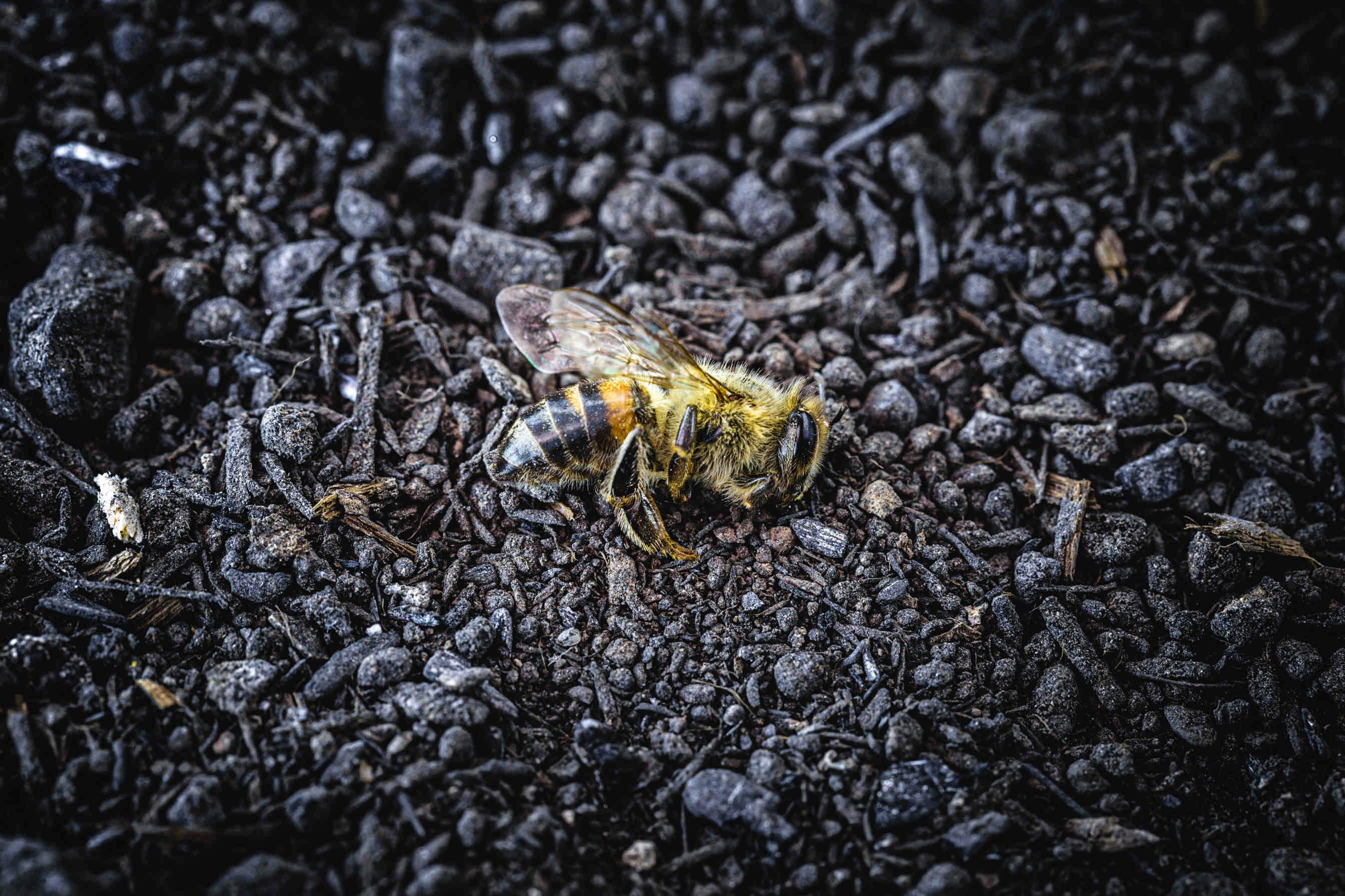 Uccise oltre 2 milioni di api in un incendio in Sardegna.