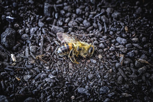 Uccise oltre 2 milioni di api in un incendio in Sardegna.
