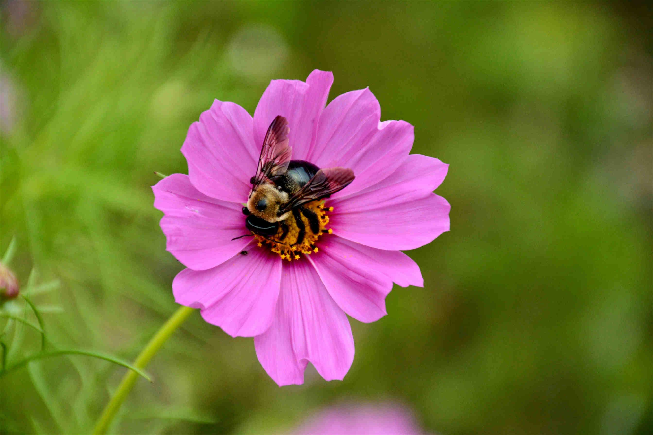 Flowers have adapted to the visual system of bees