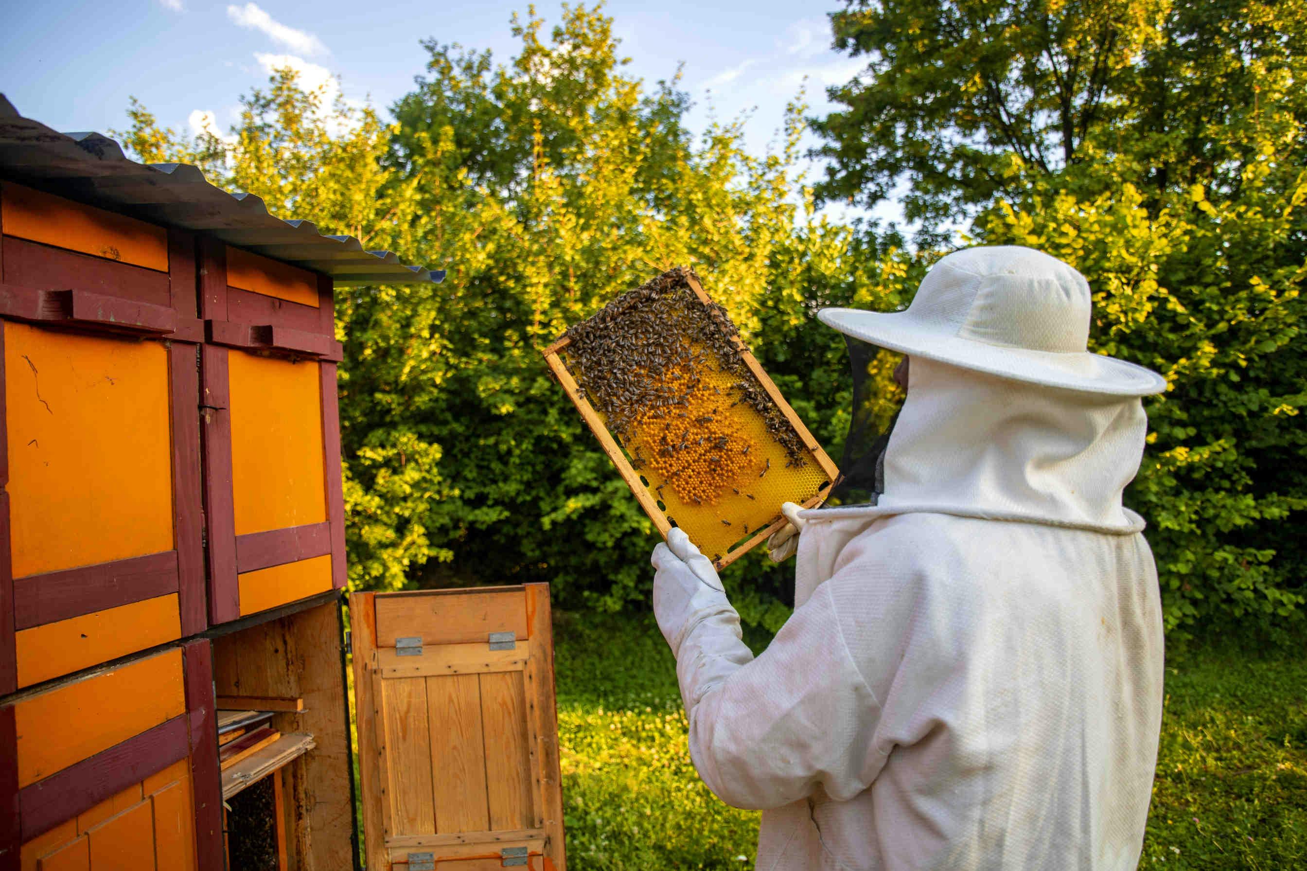 Urban Beekeeping: A Green Illusion?