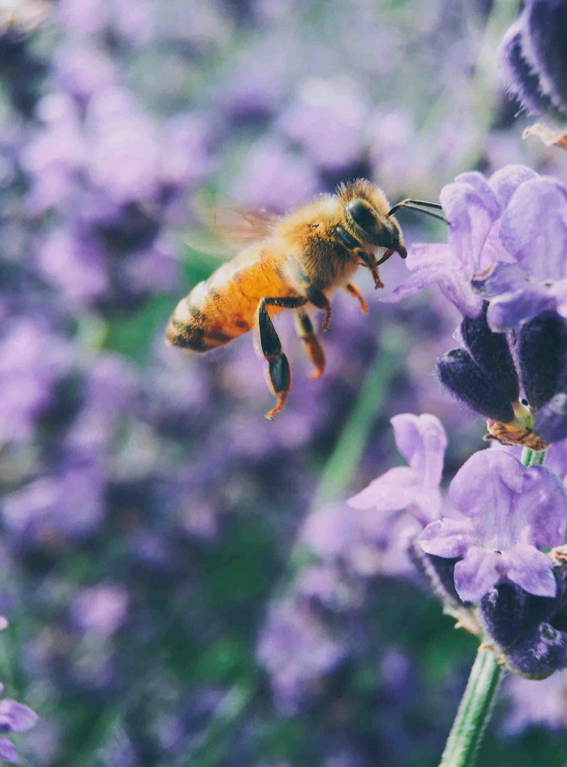 Wie wird man Bienenpate?