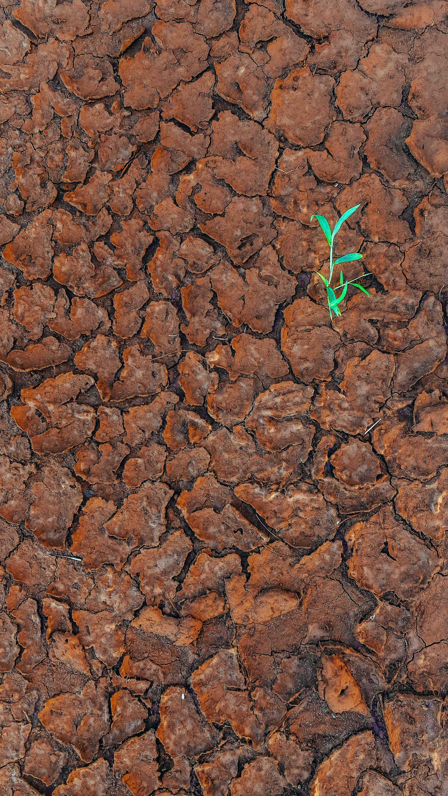 Desertificazione e siccità: una minaccia per il pianeta