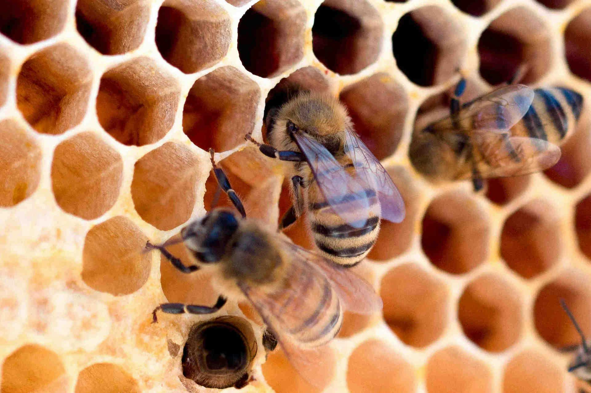 La structure du super-organisme de la ruche