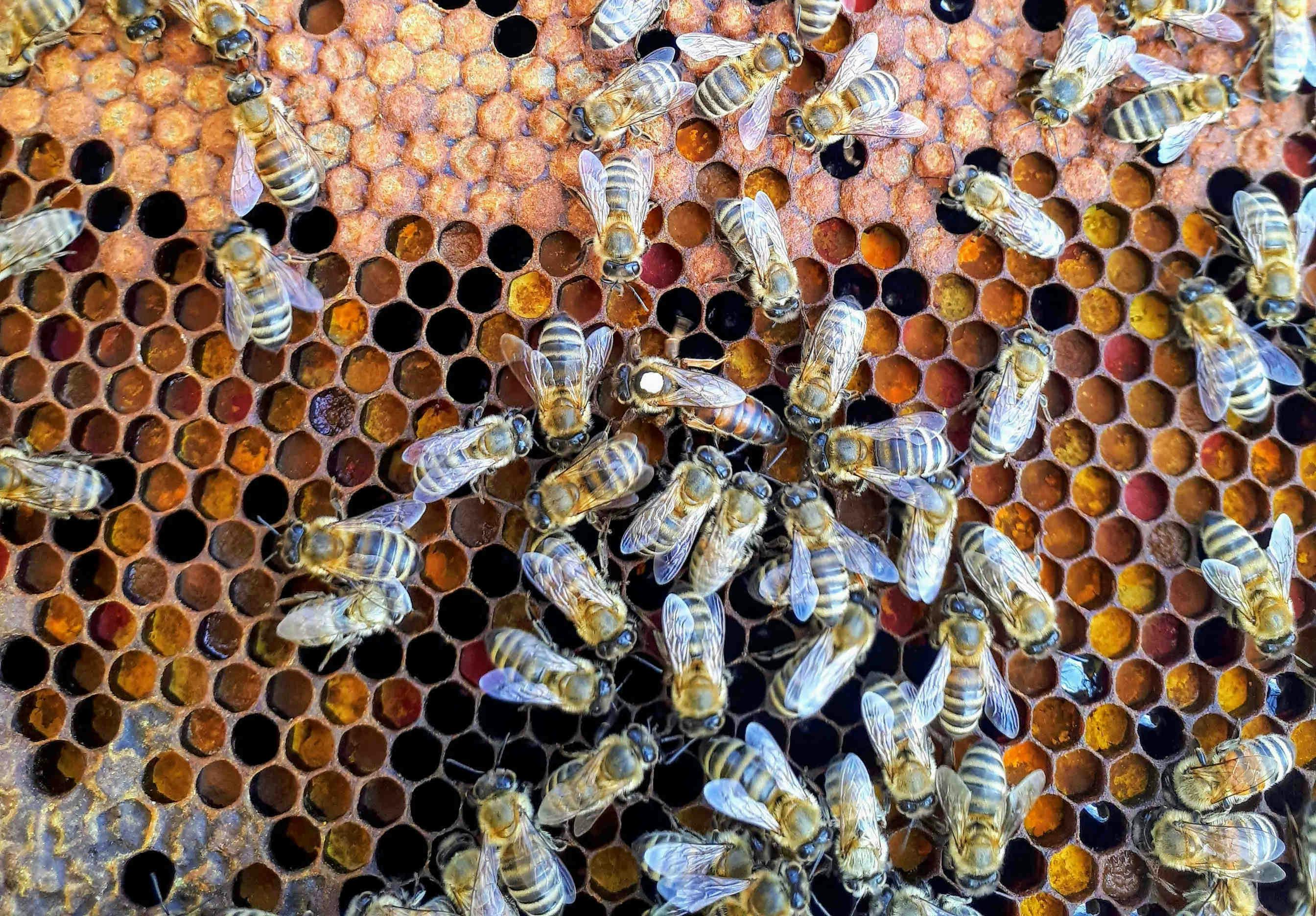 Merkmale und Eigenschaften der Bienenkönigin