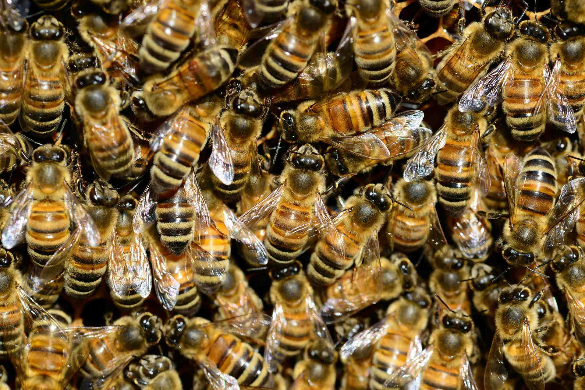 Taille d'une ruche et travail des abeilles