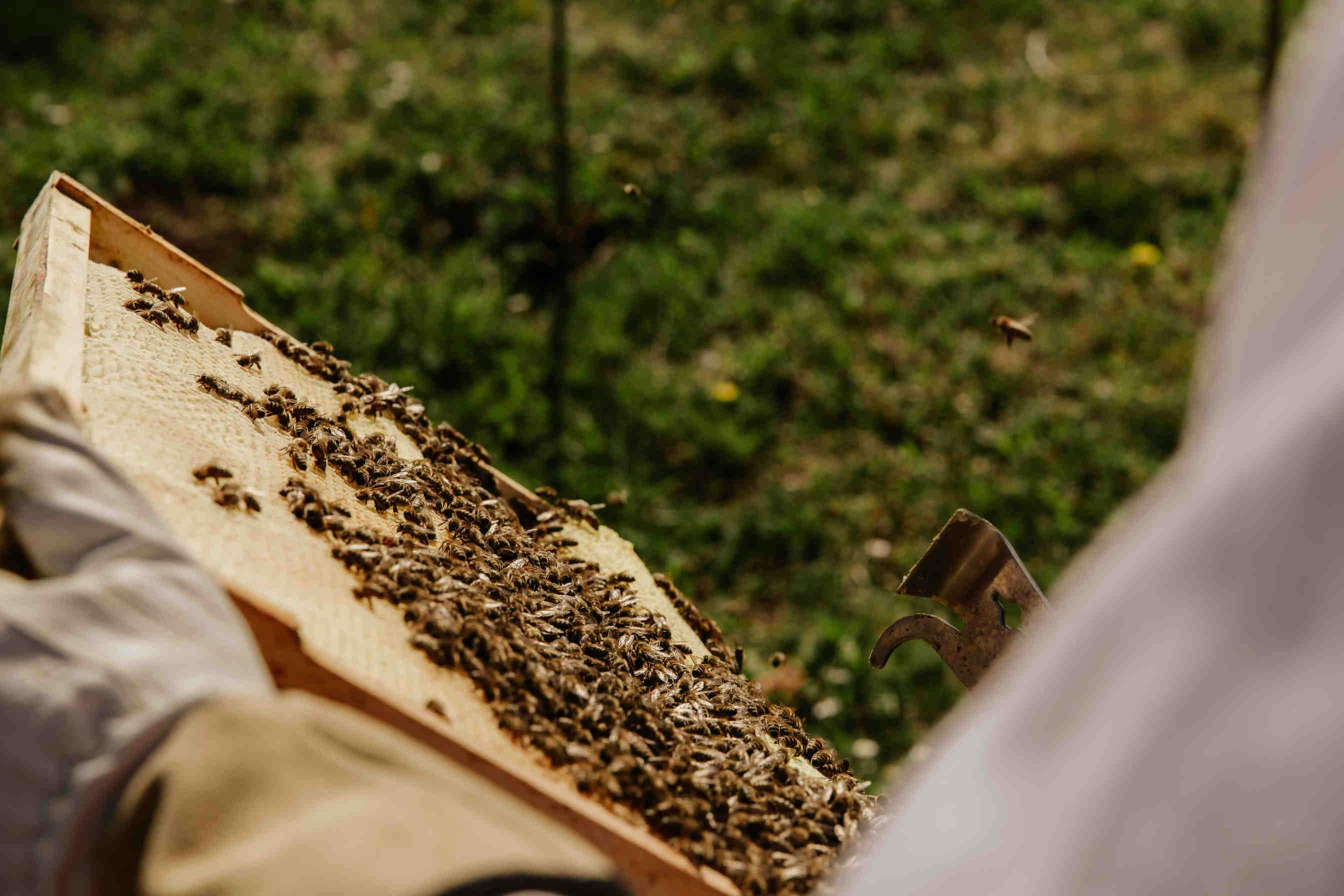 Wie kann man Bienenpate werden?