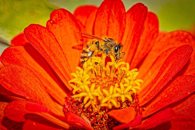 CodeBaker: il digitale per la tutela delle api