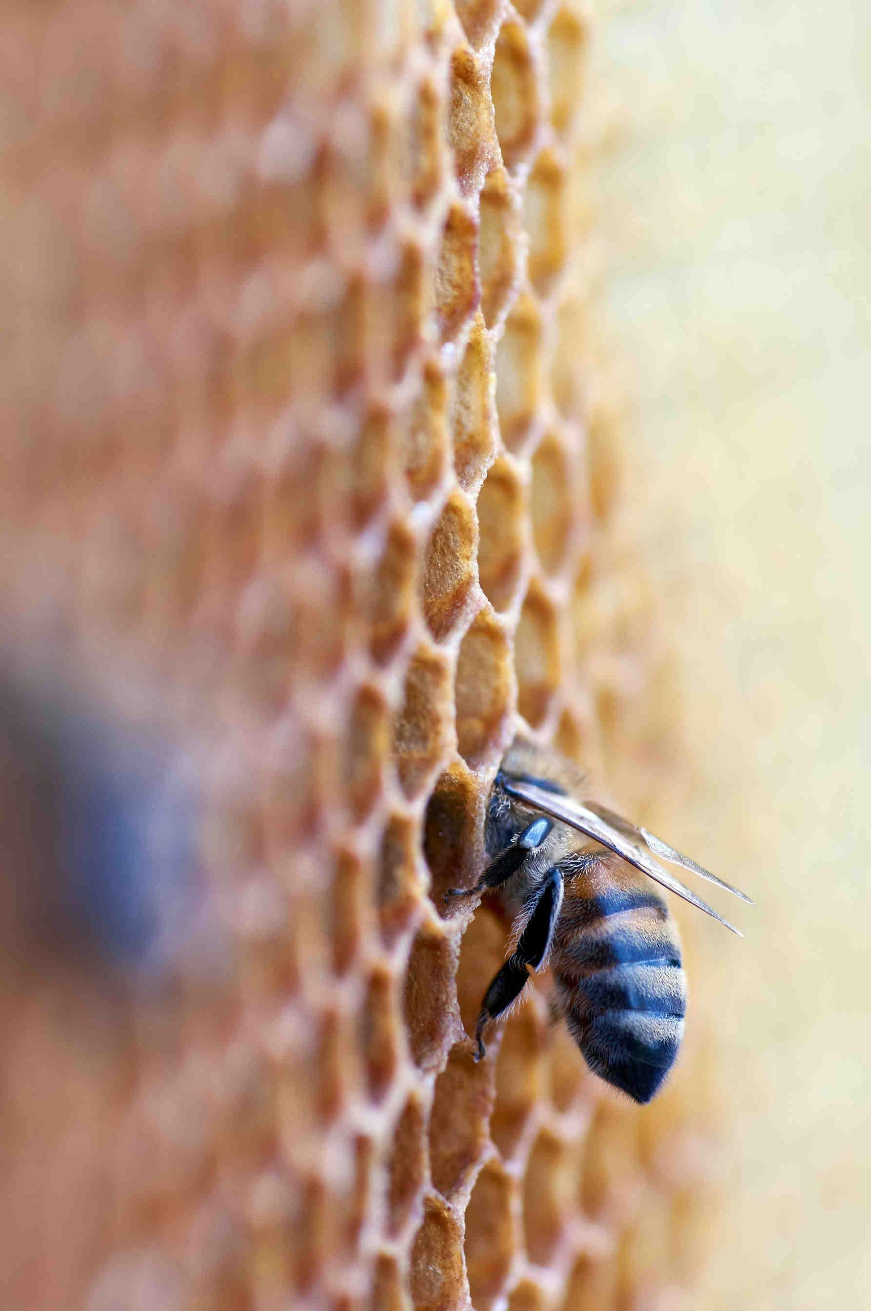 Le miel, trésor de la ruche