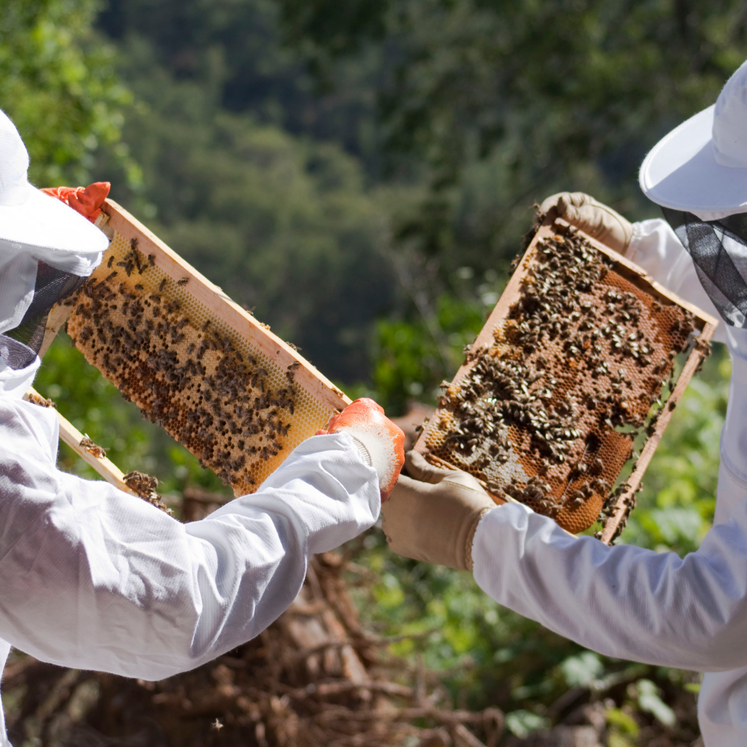 Die Waben entfernen, je nach Art des zu erzeugenden Honigs