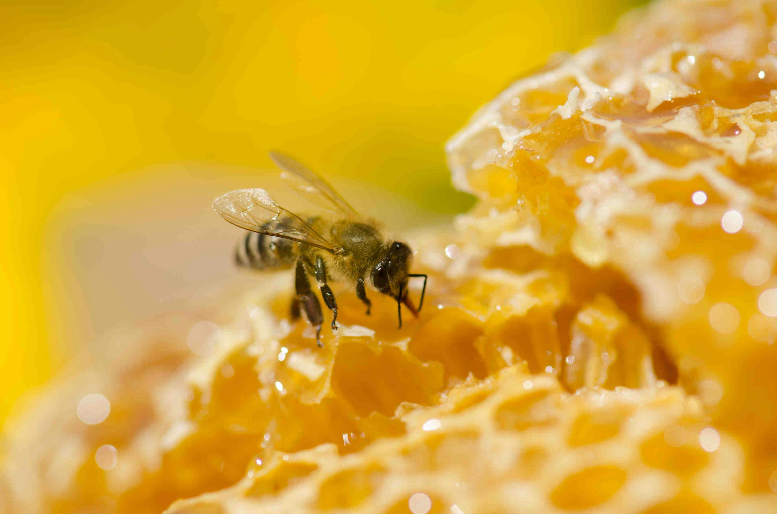 Bioaccumulo: una minaccia per le api.