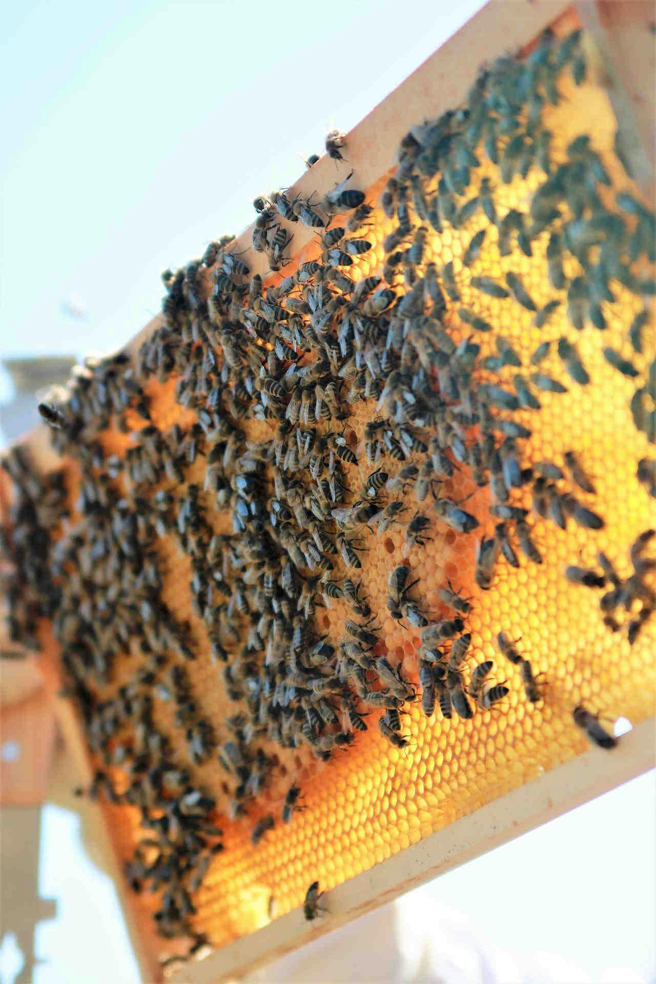 Lebenszyklus des Bienenstocks