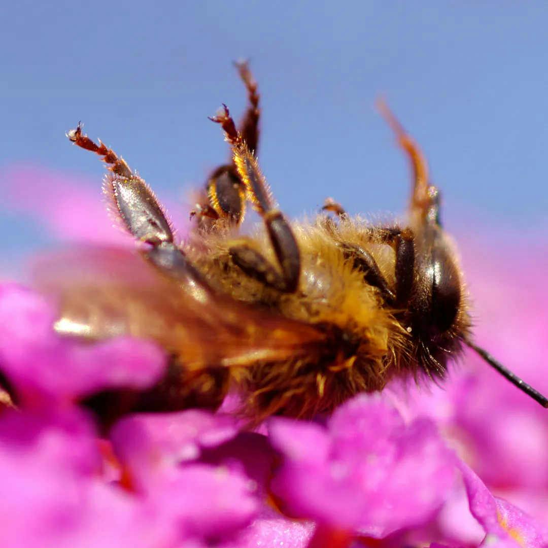 Die Bienen schützen: ist es notwendig?