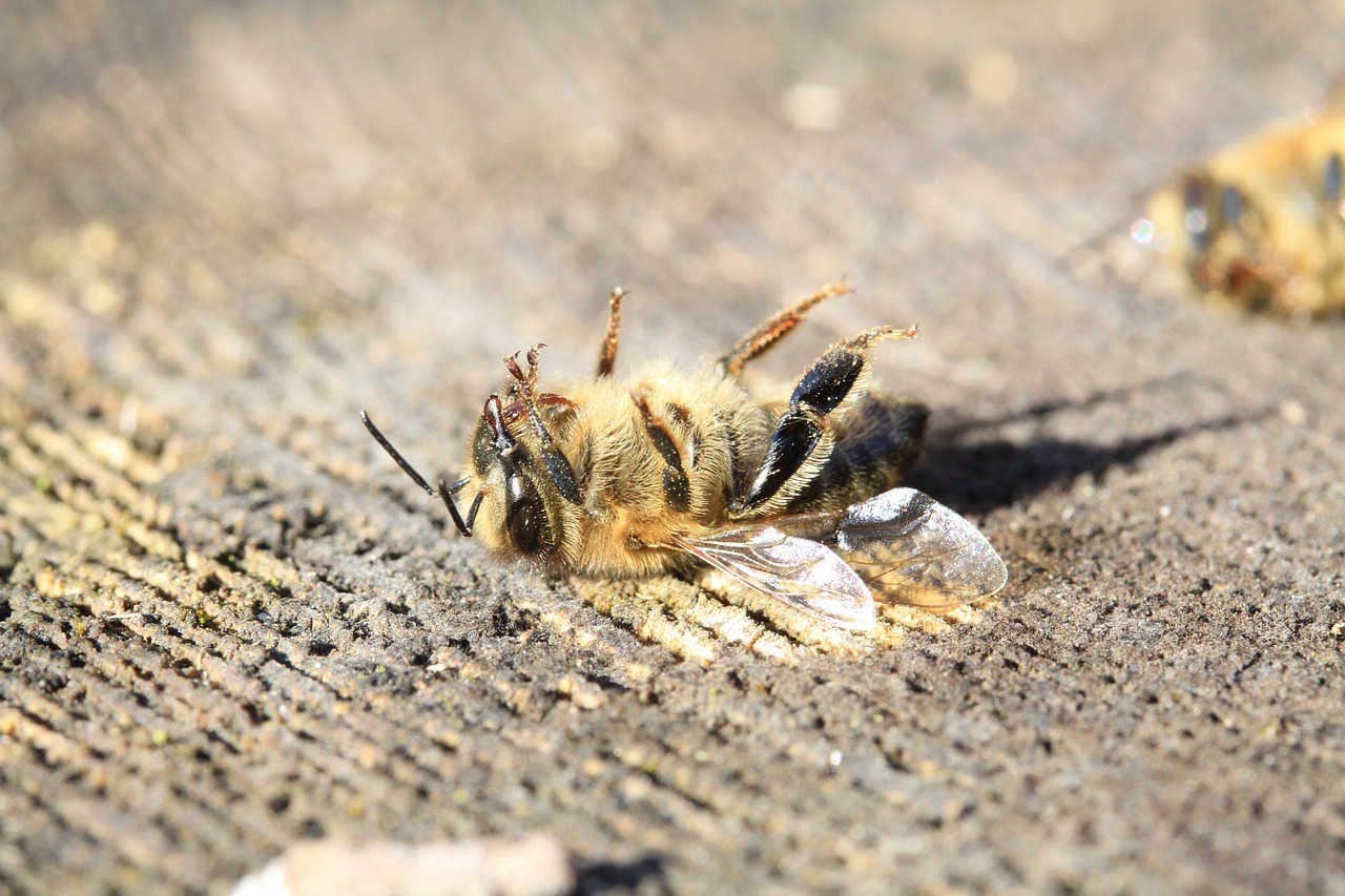 Minaccia per le api e gli insetti impollinatori