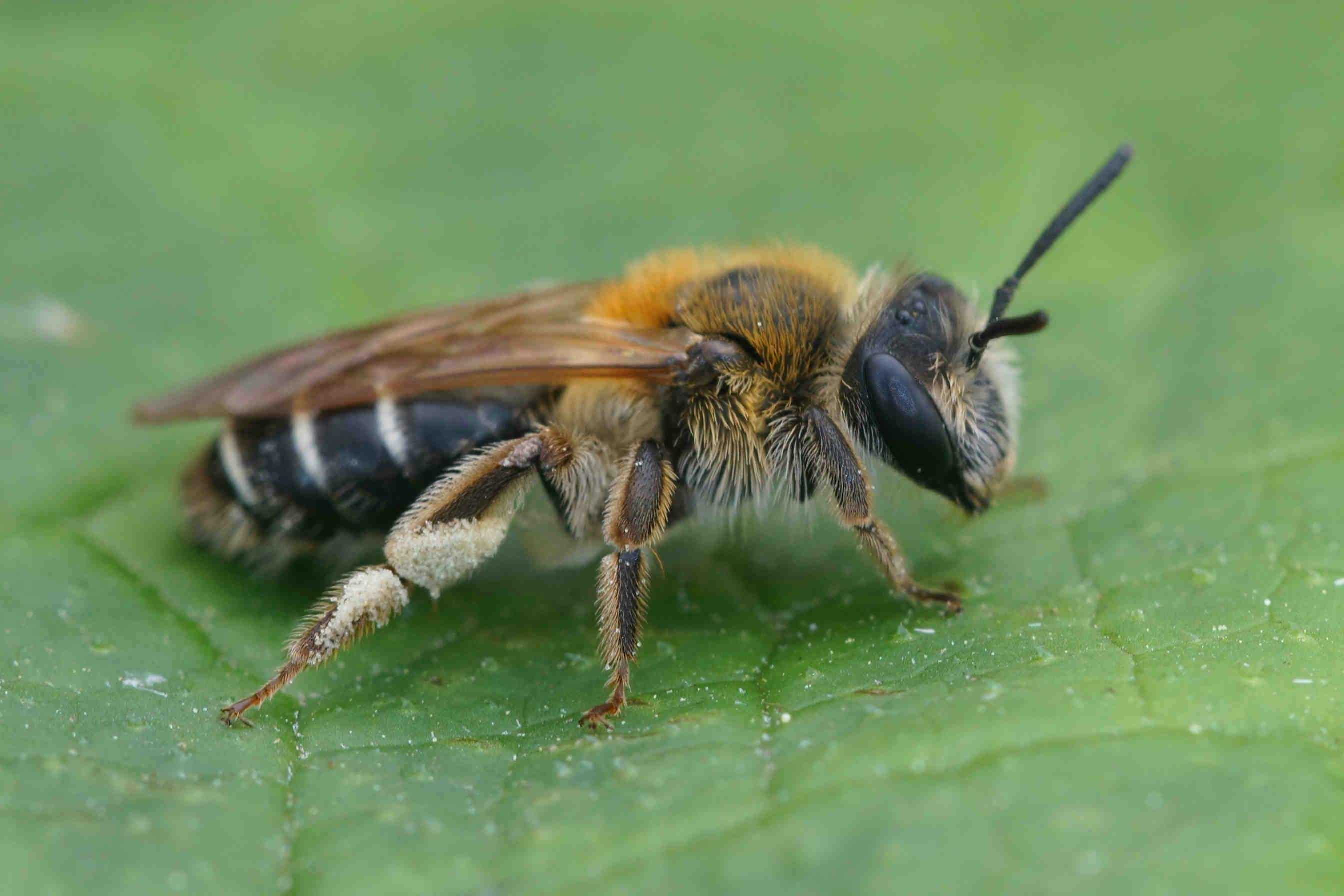 Do We Really Need to Save the Bees?