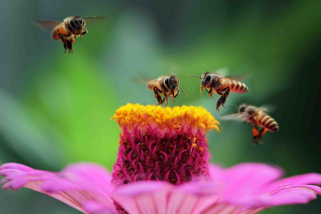La COP27 e le api: a che punto siamo?