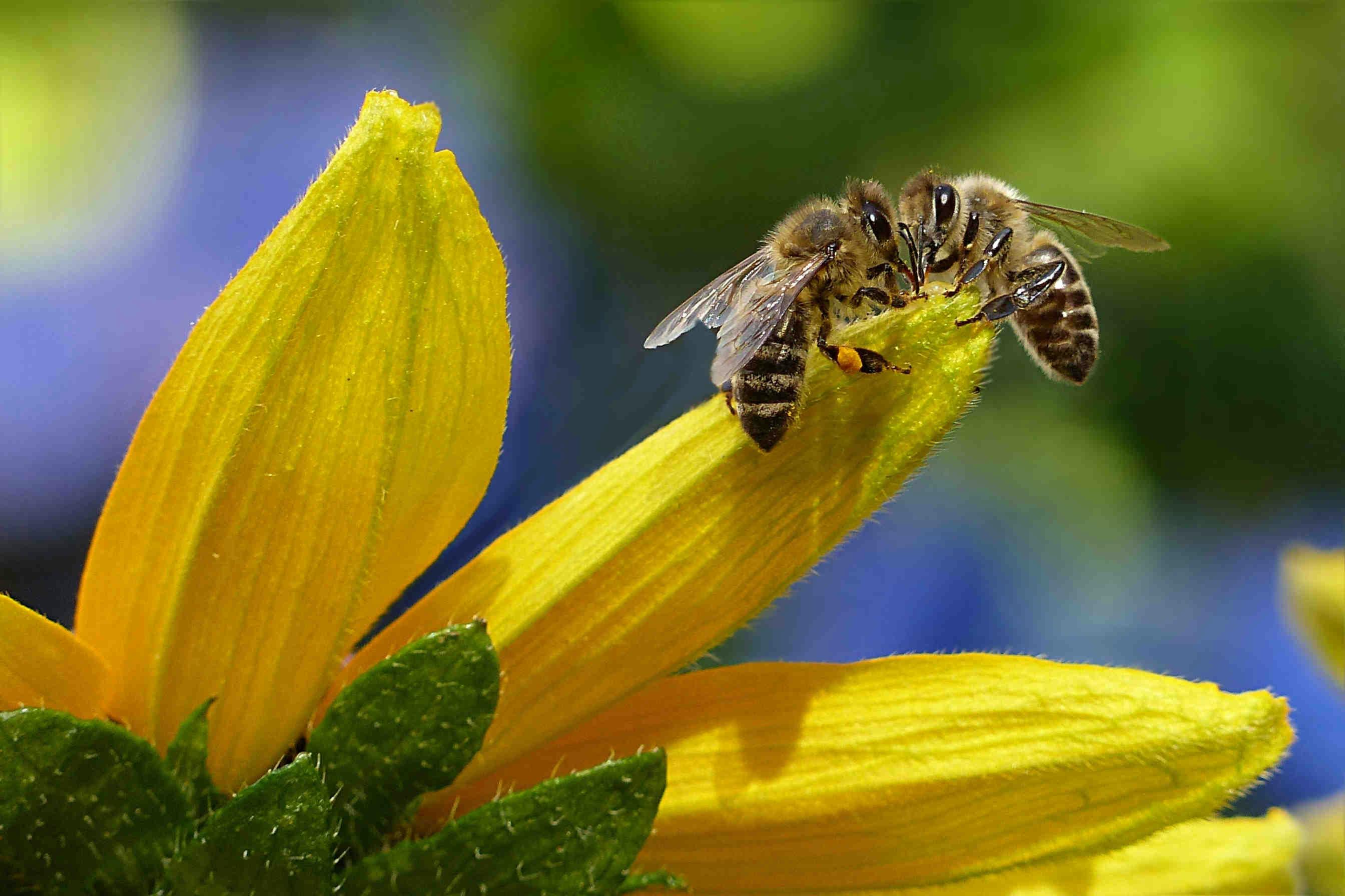 Conclusioni: il ruolo cruciale di api e impollinatori