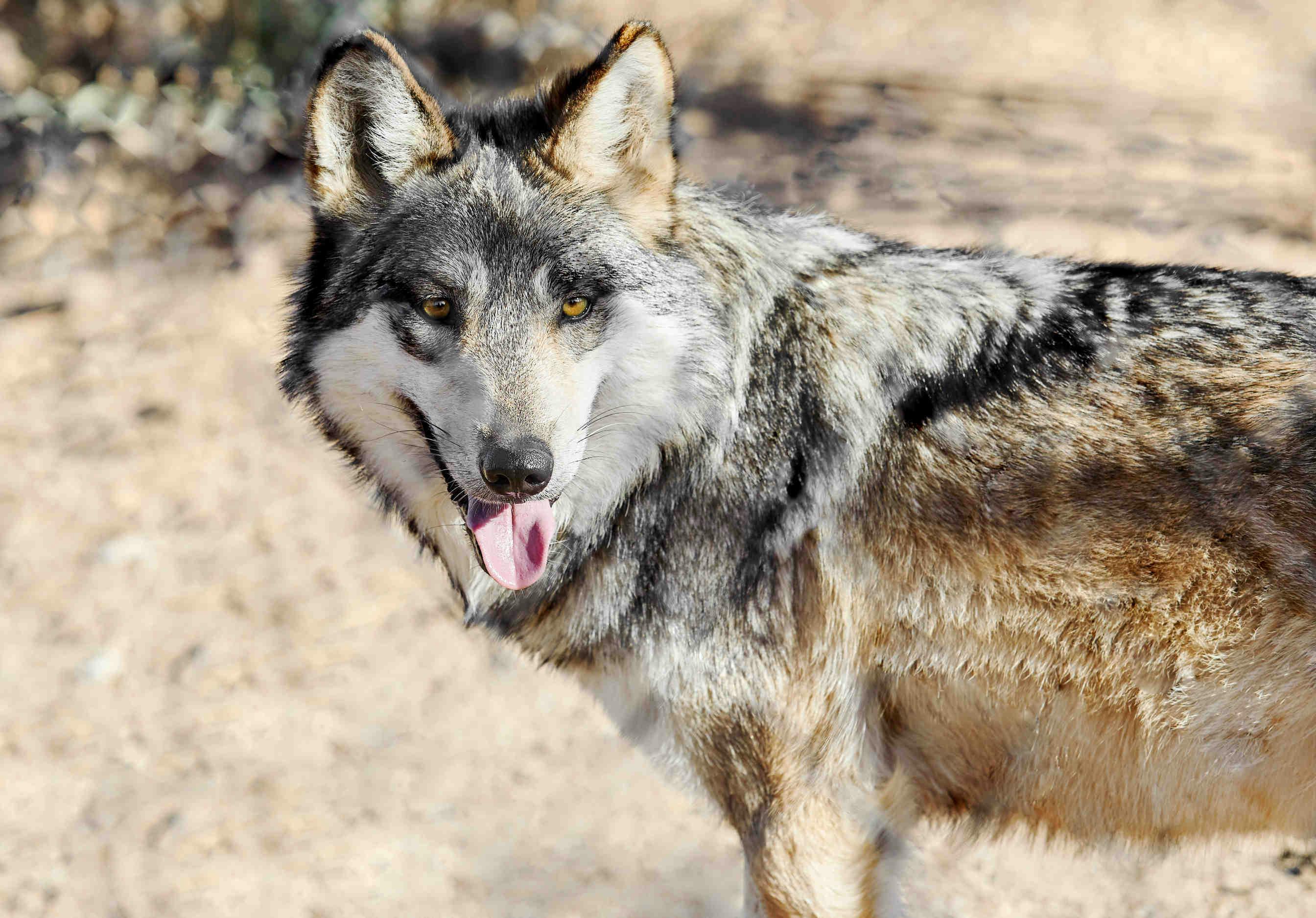 Diversità genetica: l’esempio dei lupi