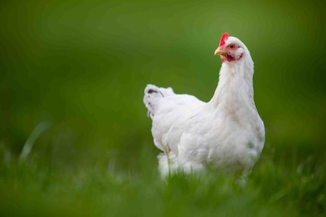 La carne di pollo può essere davvero sostenibile?