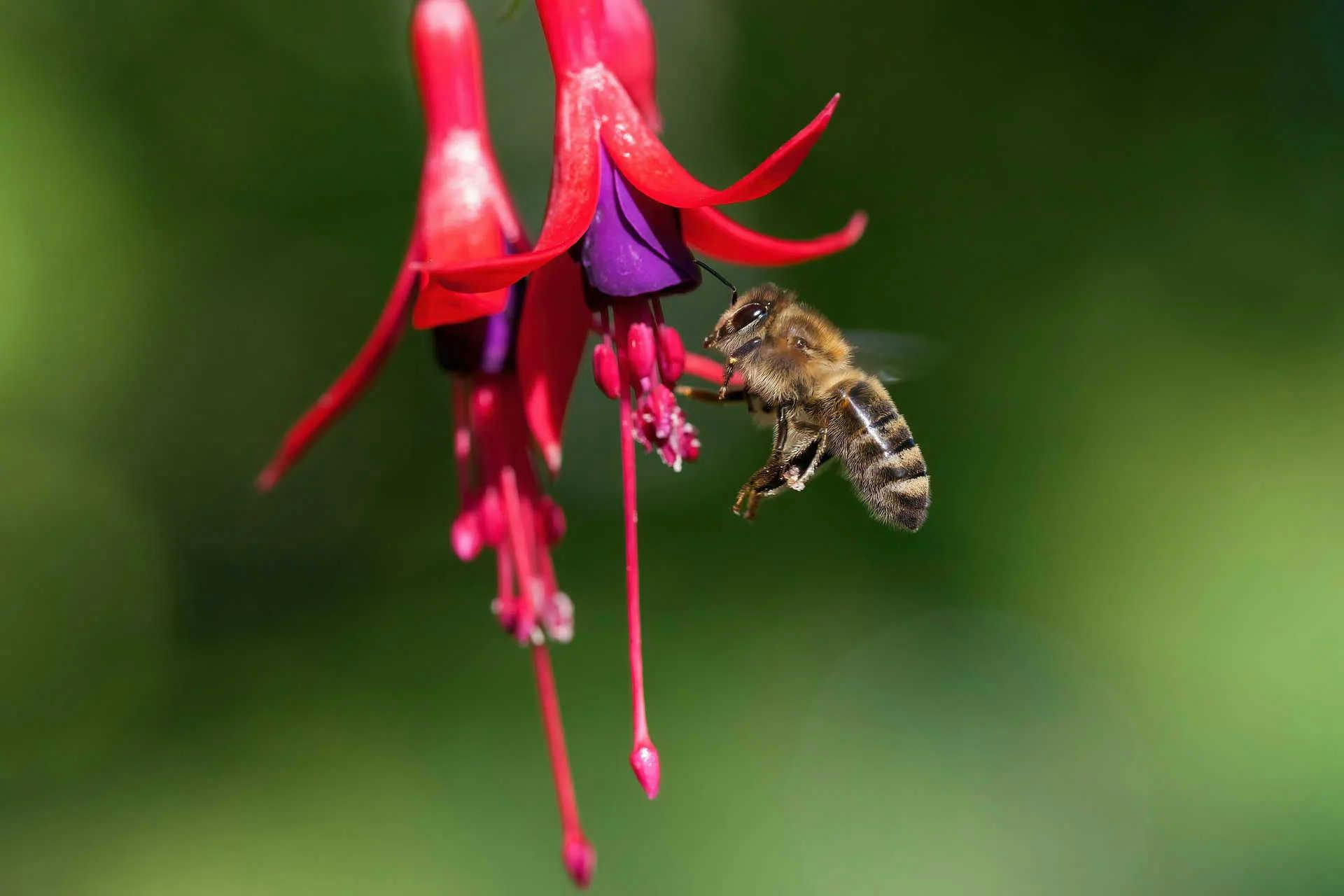 L'efficacité des abeilles en matière de pollinisation