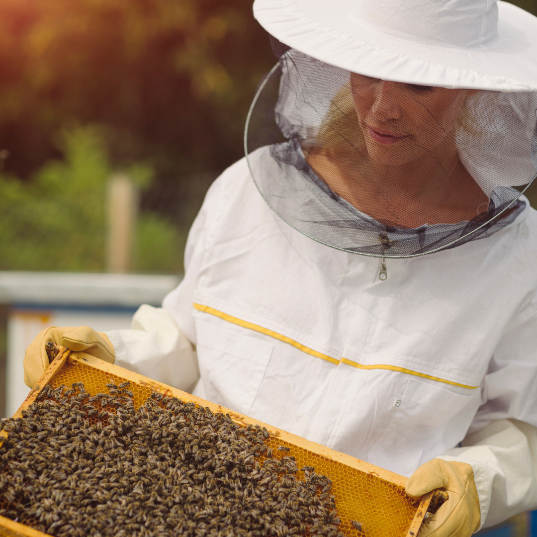 I Lavori Dell’apicoltore