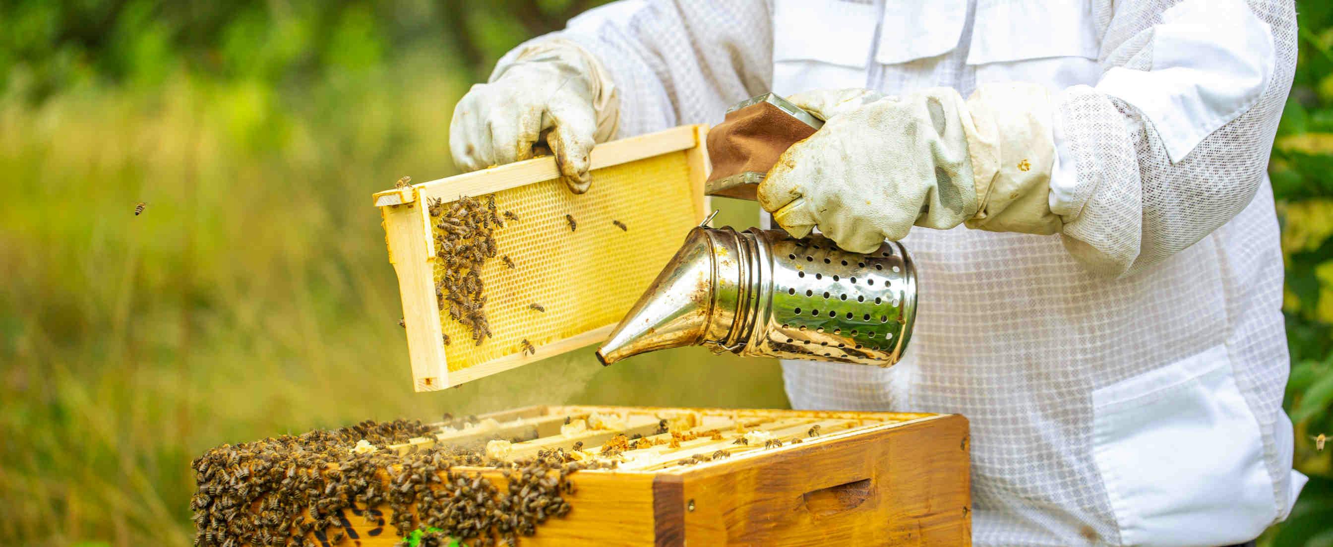 Warum Bienenstockpate werden?