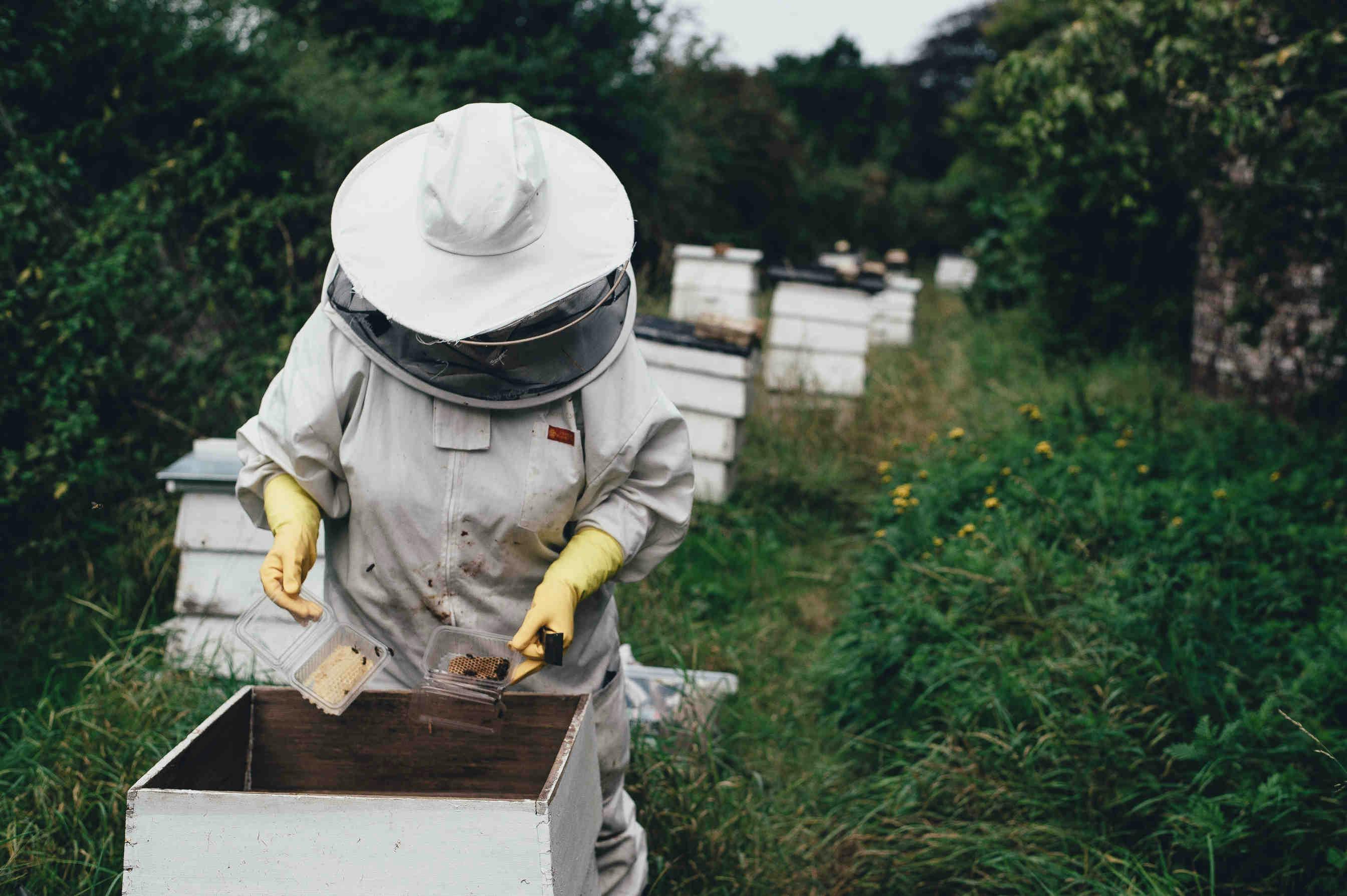 Parrainez une ruche d'entreprise : créez votre propre oasis