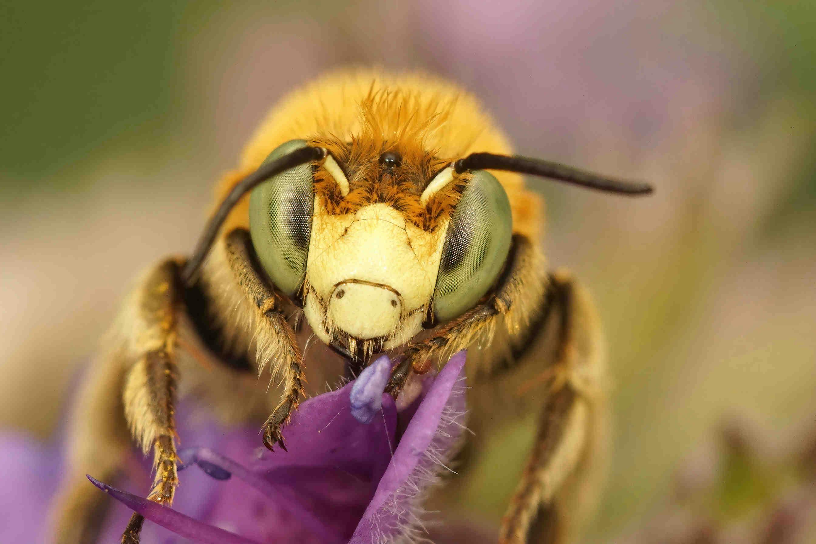 What colours do bees see?
