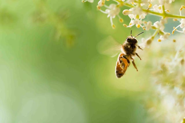 Be IT realizza il primo apiario innovativo “Made in Italy”