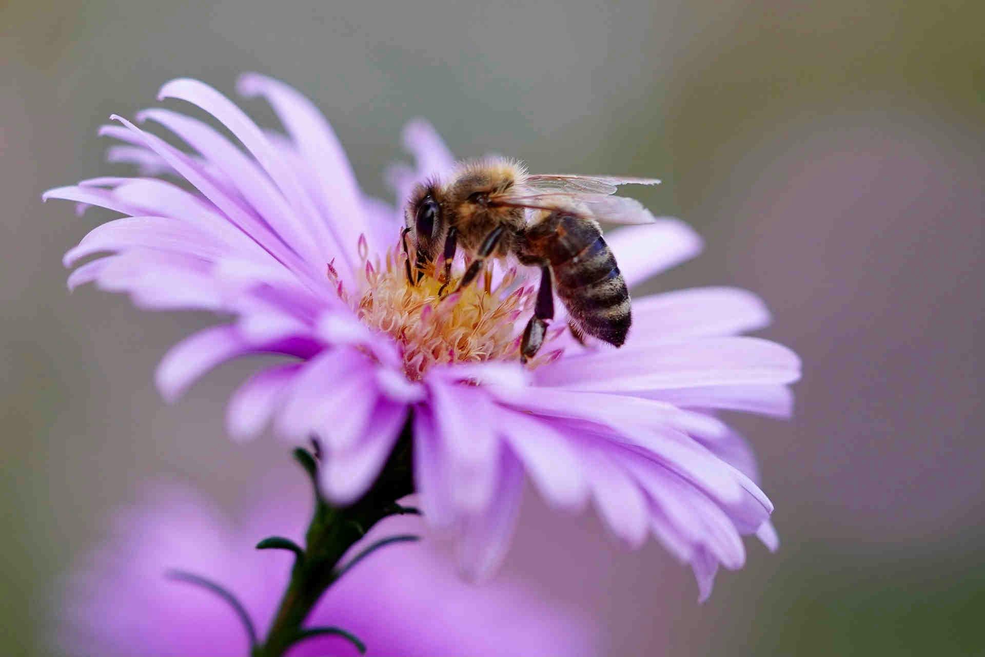 Perché è importante conoscere il mondo delle api