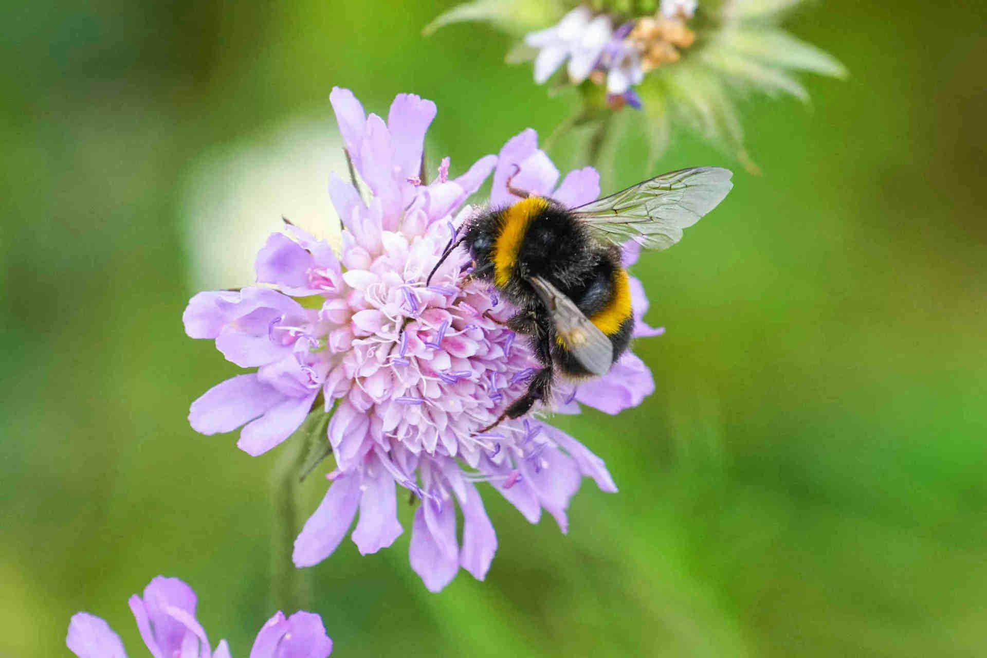 Journée de l'abeille 3Bee : 10 000 oasis pour les abeilles