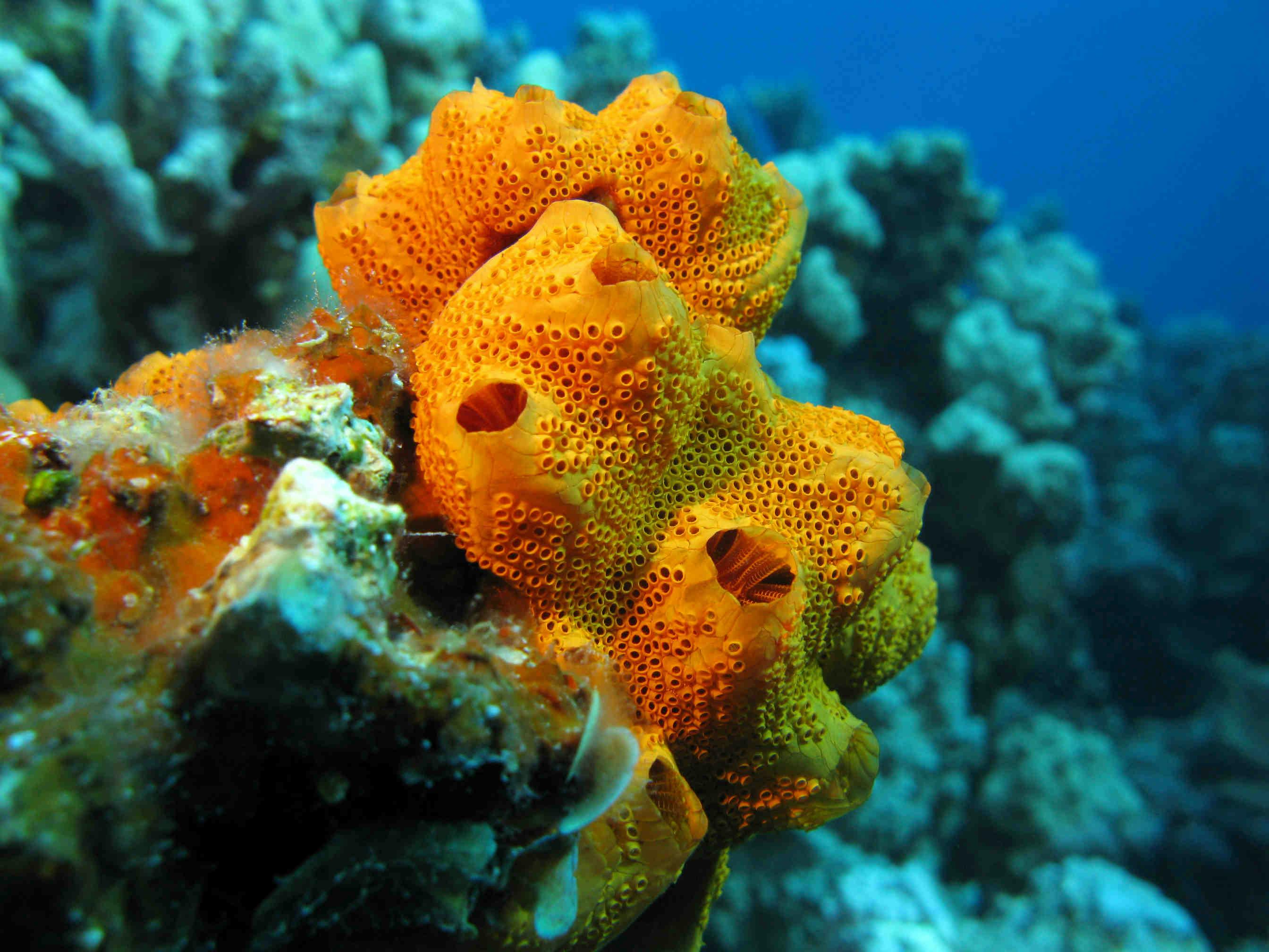 Coral sponges: indicators of climate change