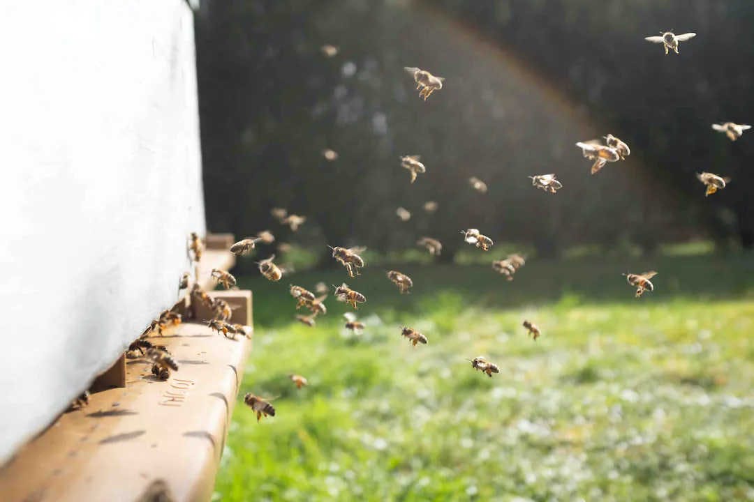 A quoi sert la propolis dans la ruche ?