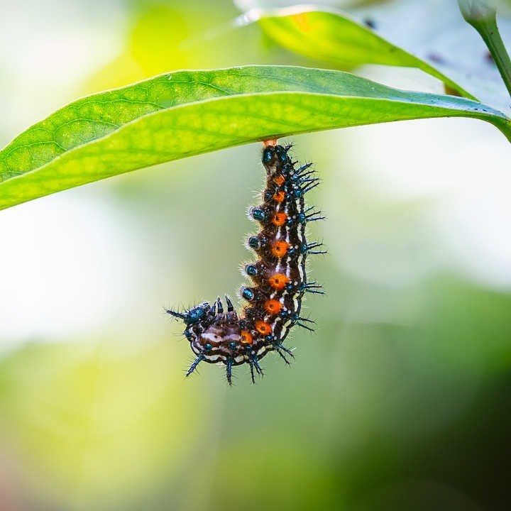 Do butterflies have memories of when they were caterpillars?