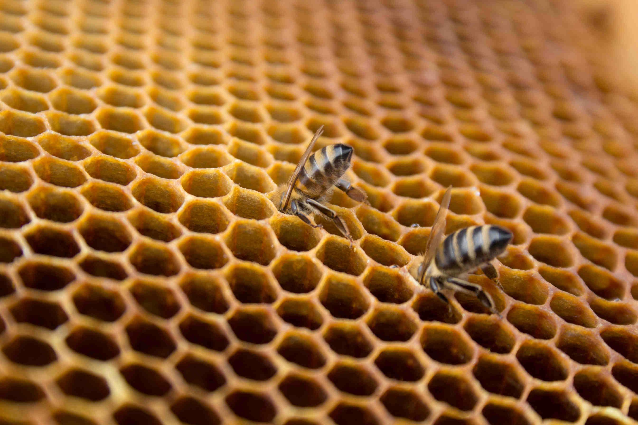 Wie viel kostet es, Bienen zu adoptieren?