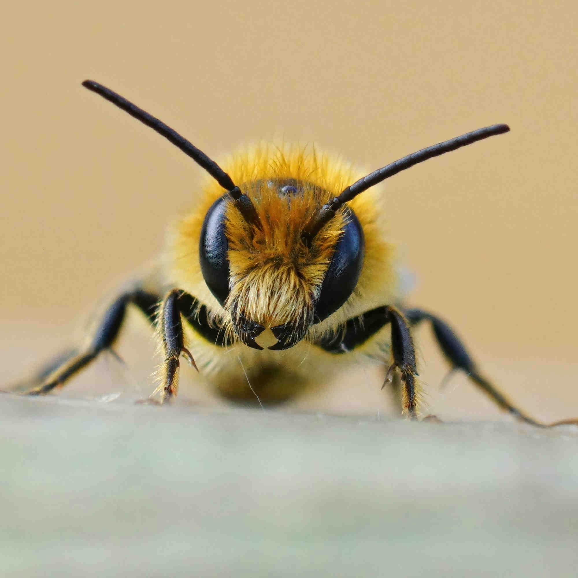 Bienen haben fünf Augen