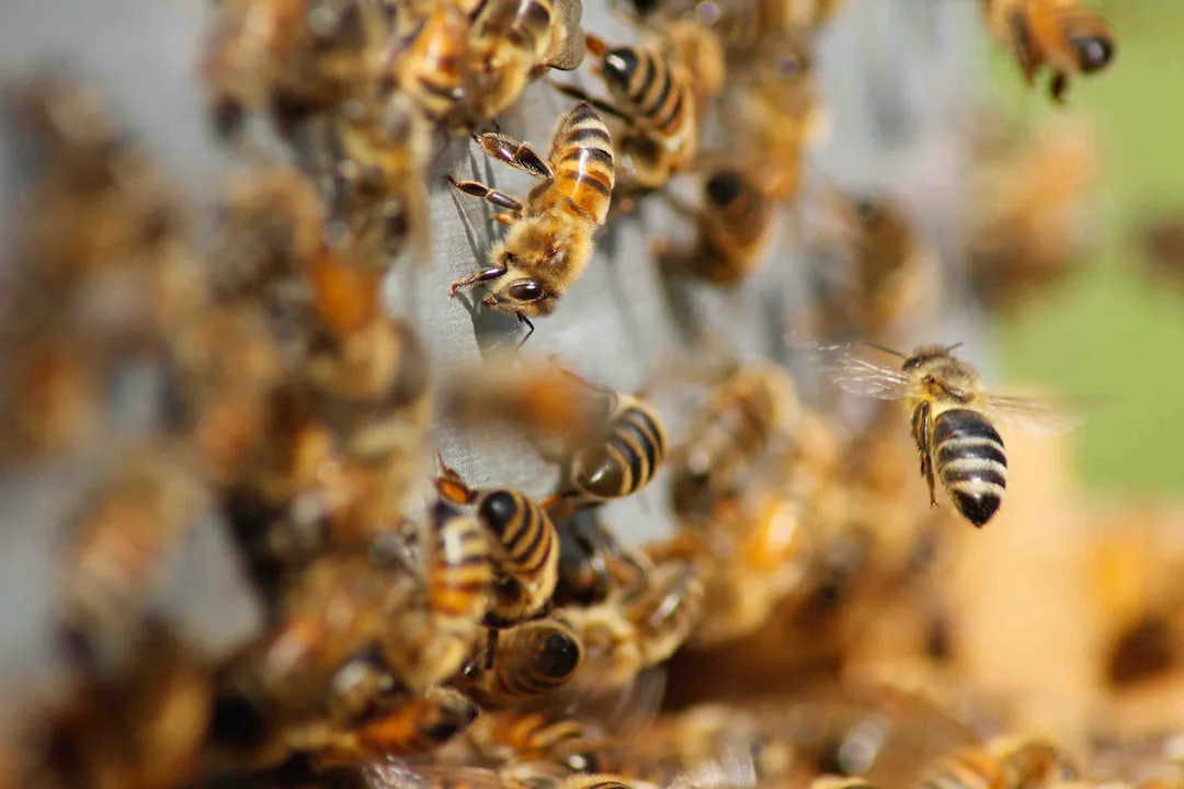 Combien de temps vit une reine des abeilles ?