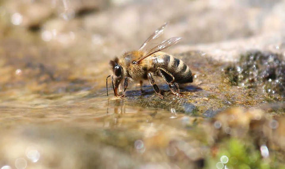 Erlebe die Welt der Bienen hautnah: Werde Bienenpate