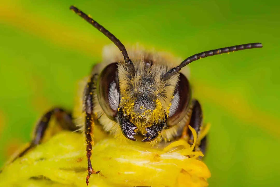Comment les abeilles sont-elles attirées par le nectar ?